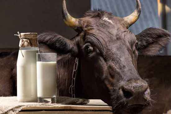Milch